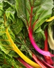 Swiss-Chard