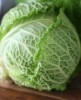 cabbage