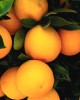 oranges