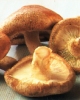 shiitake-mushrooms