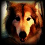 what to do when your dog dies